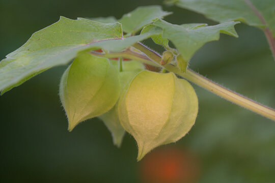 Aunt Molly's gooseberries grow well in the heat of summer in tropical or subtropical climates.