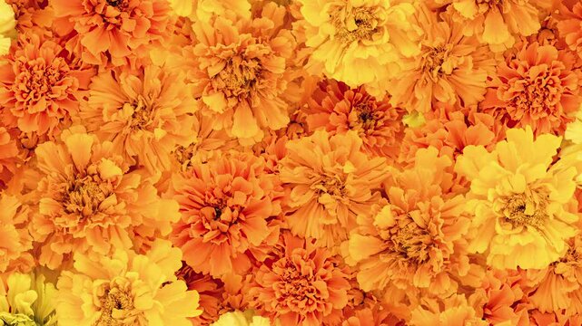 Mexican Marigold flowers background. Autumn composition. Pattern with marigolds slow motion 4k video. Flowers for Indian holidays and Day of the Dead.