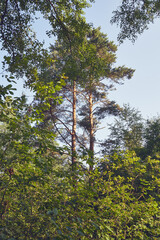 Fototapeta premium drzewa,niebo 