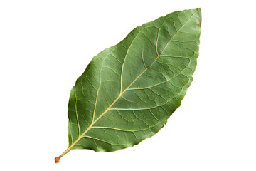 Obraz premium Green bay leaves isolated on a white background.
