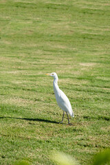 white crane kerala hunting on the grass field