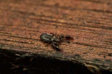 Details of a Pseudoscorpion on a brown wood