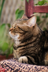 A striped cat is lying on a chair