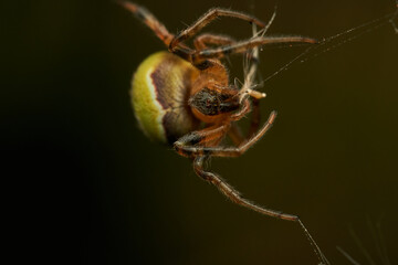 A green lemon spider in its web