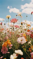 Obraz premium Flower field landscape outdoors blossom.