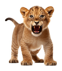Obraz premium Angry Lion Cub Isolated on Transparent Background 