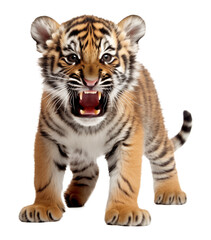 Obraz premium Angry Tiger Cub Isolated on Transparent Background 