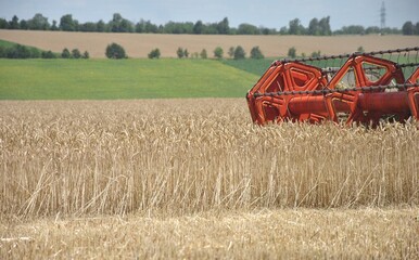 combine harvester working in a field. header of a combine harvesting grain harvesting close-up
