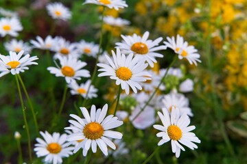 Fototapeta premium A close-up of a cluster of daisies on a bright yellow-green background. 