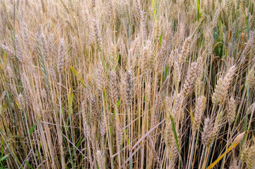 Rural scenery. Crops field. Selective focus. Field landscape.
