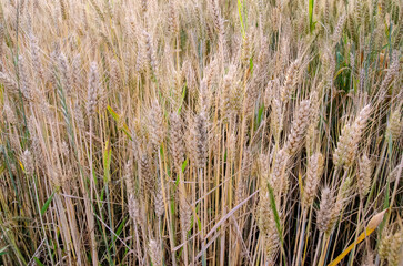 Rural scenery. Crops field. Selective focus. Field landscape.