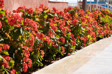 Euphorbia milii plant in outdoor garden