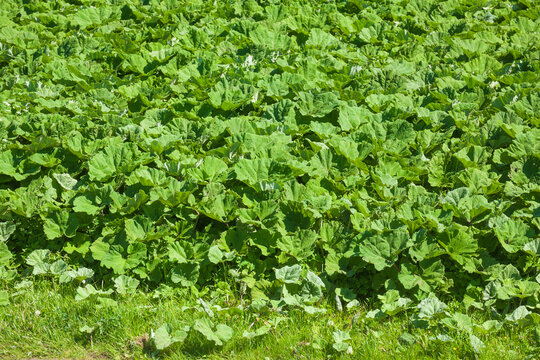Gr&uuml;nes Kohlfeld mit frischem Kohl, Niedersachsen, Deutschland