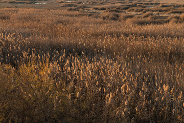 Autumn landscape with dense reeds.
