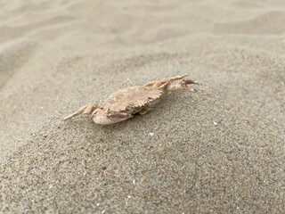 crab on the sandy beach
