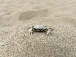 crab on the sandy beach