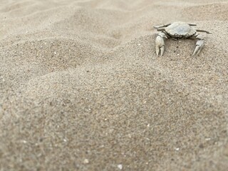 crab on the sandy beach