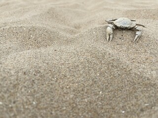 crab on the sandy beach