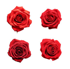 Set of red roses isolated on white background, collection of four red rose heads, PNG image, PNG files
