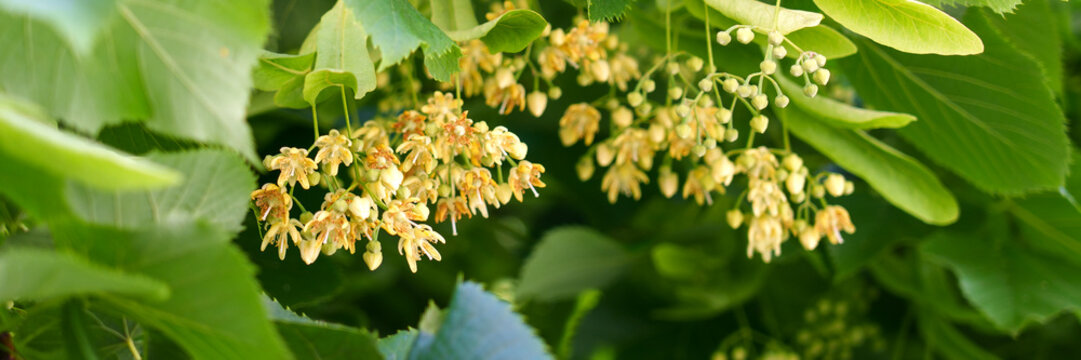 Delicate fragrant Linden or Basswood tree flower in june. Healing blossom on a flowering plant branch