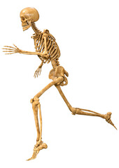 3D Rendering Human Skeleton on White