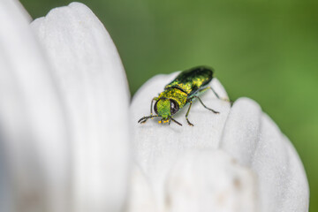 jewel beetle - Anthaxia nitidula, beautiful green metallic beetle from European meadows and grasslands, Zlin, Czech Republic.
