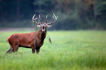 red deer in the forest