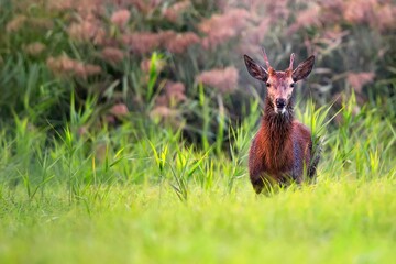 Red deer in the grass