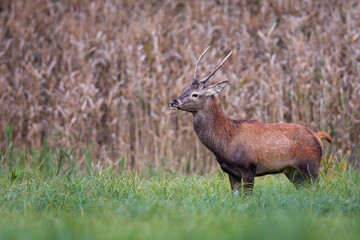 Red deer in the forest