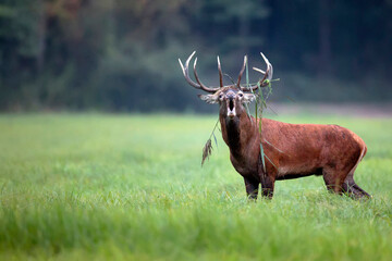 Obraz premium Red deer in a clearing in the wild