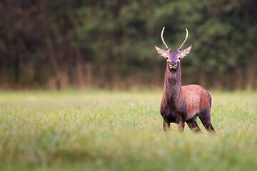 Red deer in a clearing in the wild