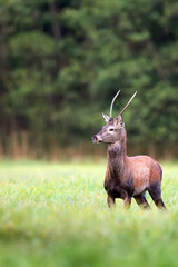 Red deer in a clearing in the wild