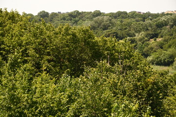 Blurred view of park. Summer background