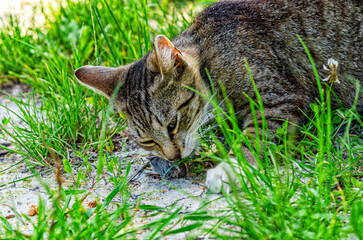Cute domestic gray cat eating small rodent prey in natural environment. Feeding cats in the field.