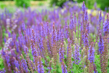 Naklejka premium Flowers of Salvia or sage. Selective focus.