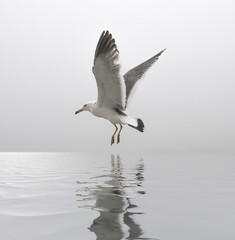 Flying seagull reflected in water.