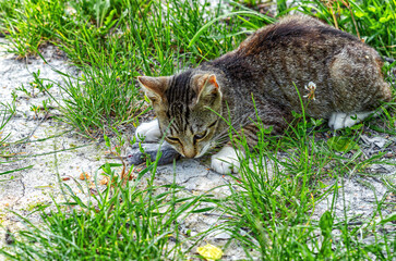 Cute domestic gray cat eating small rodent prey in natural environment. Feeding cats in the field.