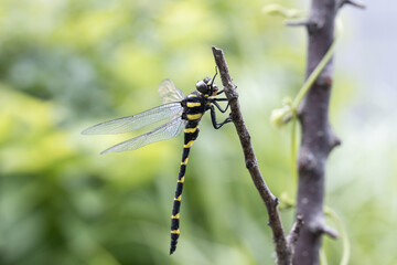 オニヤンマのオス -Golden-ringed dragonfly-  © kelly marken