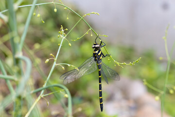 オニヤンマのオス -Golden-ringed dragonfly-	