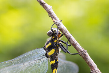 オニヤンマのオス -Golden-ringed dragonfly-  © kelly marken