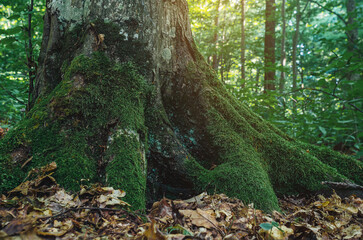 Fototapeta premium Old tree roots covered with green moss. Forest landscape. Fallen leaves at foot of the trees.