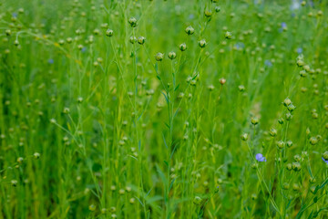 Green flax seed pods in the field.