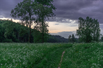 Walking path through a meadow of blooming dandelion meadow in Latvia, Gauja National Park