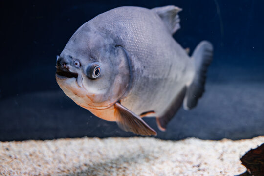 Colossoma macropomum black pacu fish in the aquarium