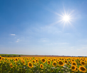 Obraz premium summer sunflower field at the sunny day