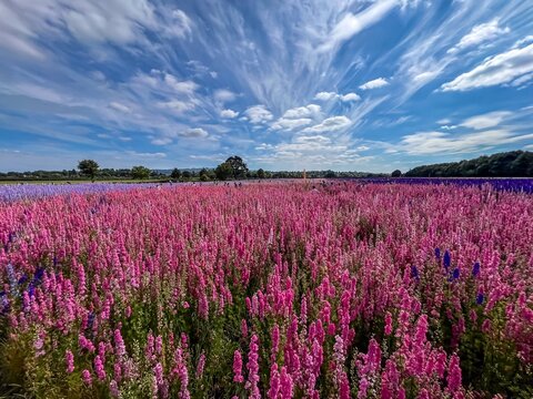 Flower field