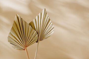 Palm leaves close up with shadows and copy space. Palm leaves aesthetic background
