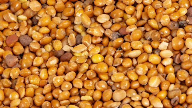  seeds millet, rotation in circle. seeds switchgrass, Turning. 