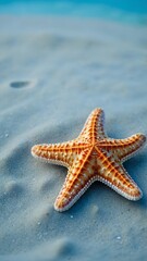Light blue background with starfish, summer, beach concept.