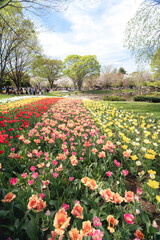 国営昭和記念公園のチューリップ畑